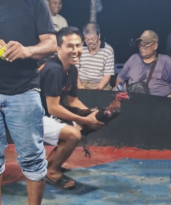 Arena Sabung Ayam Diduga Aktif Lagi