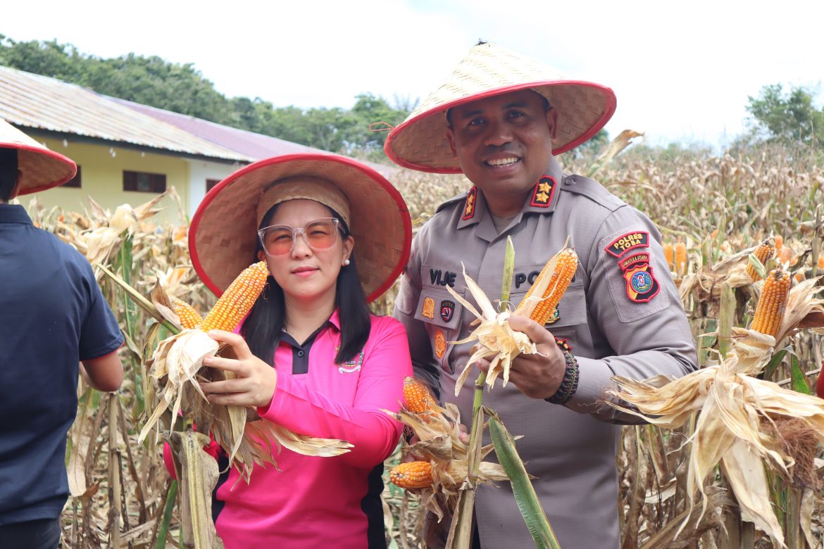 AKBP V.J Parapaga : Panen Raya Jagung Bukti Kolaborasi Polres Toba, Pemkab dan Petani Dukung Swasembada Pangan di Kabupaten Toba