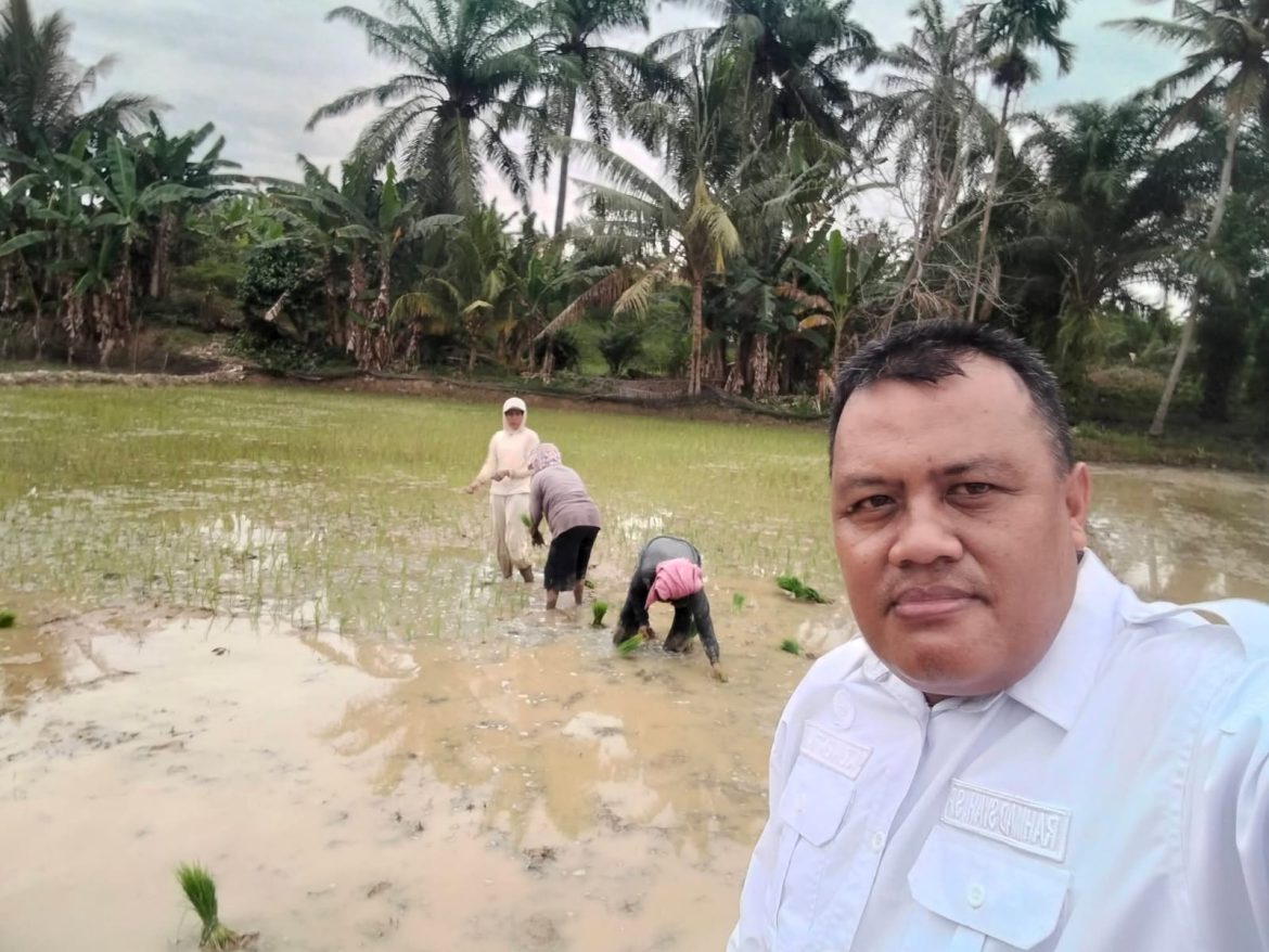 PPL Pertanian Langkat Laksanakan Monitoring Pertanaman Padi Sawah Poktan Bukit Putri di Desa Kwala Besilam.