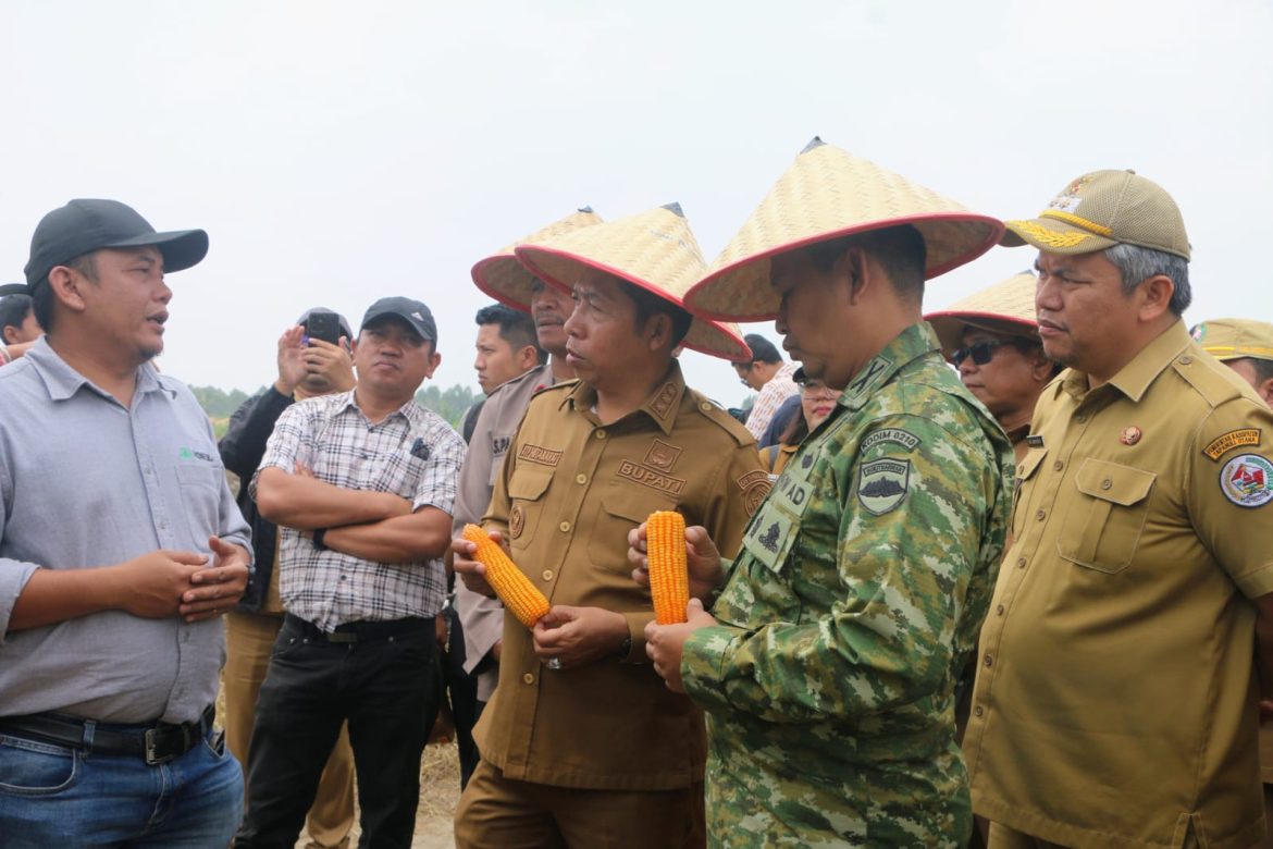 Dorong Pertanian Modern dan Berkelanjutan, Pemkab Tapanuli Utara Tanam Jagung Bersama di Kawasan Pertanian Terpadu Sijaba